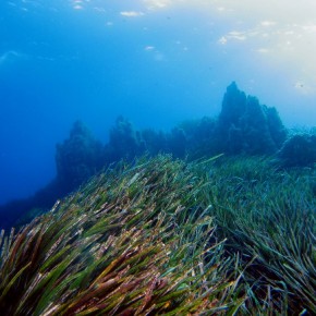 Posidonia oceanica : une forêt sous la mer Posidonia oceanica : une forêt sous la mer