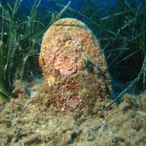 Pinna nobilis (Linnaeus, 1758) Pinna nobilis (Linnaeus, 1758)