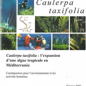 Caulerpa taxifolia : l'expansion d'une algue tropicale en Méditerranée Caulerpa taxifolia : l'expansion d'une algue tropicale en Méditerranée