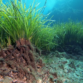 L’herbier à Posidonia oceanica L’herbier à Posidonia oceanica