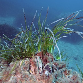 The Posidonia oceanica seagrass meadow of the Mediterranean : legal protection and management. The Posidonia oceanica seagrass meadow of the Mediterranean : legal protection and management.