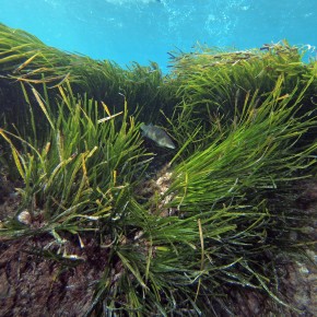 Importance des herbiers Importance des herbiers