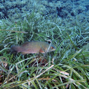 L’herbier tigré à Posidonia oceanica L’herbier tigré à Posidonia oceanica