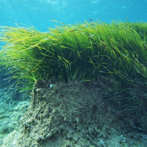 Posidonie : mesures de gestion des herbiers Posidonie : mesures de gestion des herbiers