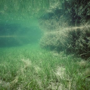 Le récif barrière à Posidonia oceanica Le récif barrière à Posidonia oceanica