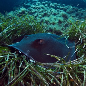 By-catch and Discards of Elasmobranchs in the Artisanal Net Fishery in a Corsican MPA (North-Western Mediterranean) By-catch and Discards of Elasmobranchs in the Artisanal Net Fishery in a Corsican MPA (North-Western Mediterranean)