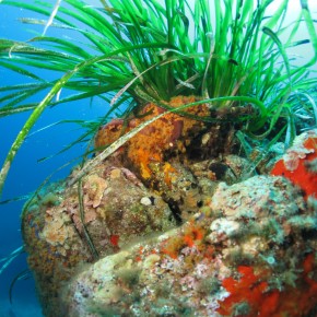 Le GIS Posidonie : beaucoup plus qu’une aventure humaine et scientifique Le GIS Posidonie : beaucoup plus qu’une aventure humaine et scientifique