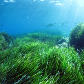 De Port-Cros à Port-Cros, en passant par Bruxelles : l’histoire d’un écosystème-miracle, l’herbier à Posidonia oceanica De Port-Cros à Port-Cros, en passant par Bruxelles : l’histoire d’un écosystème-miracle, l’herbier à Posidonia oceanica