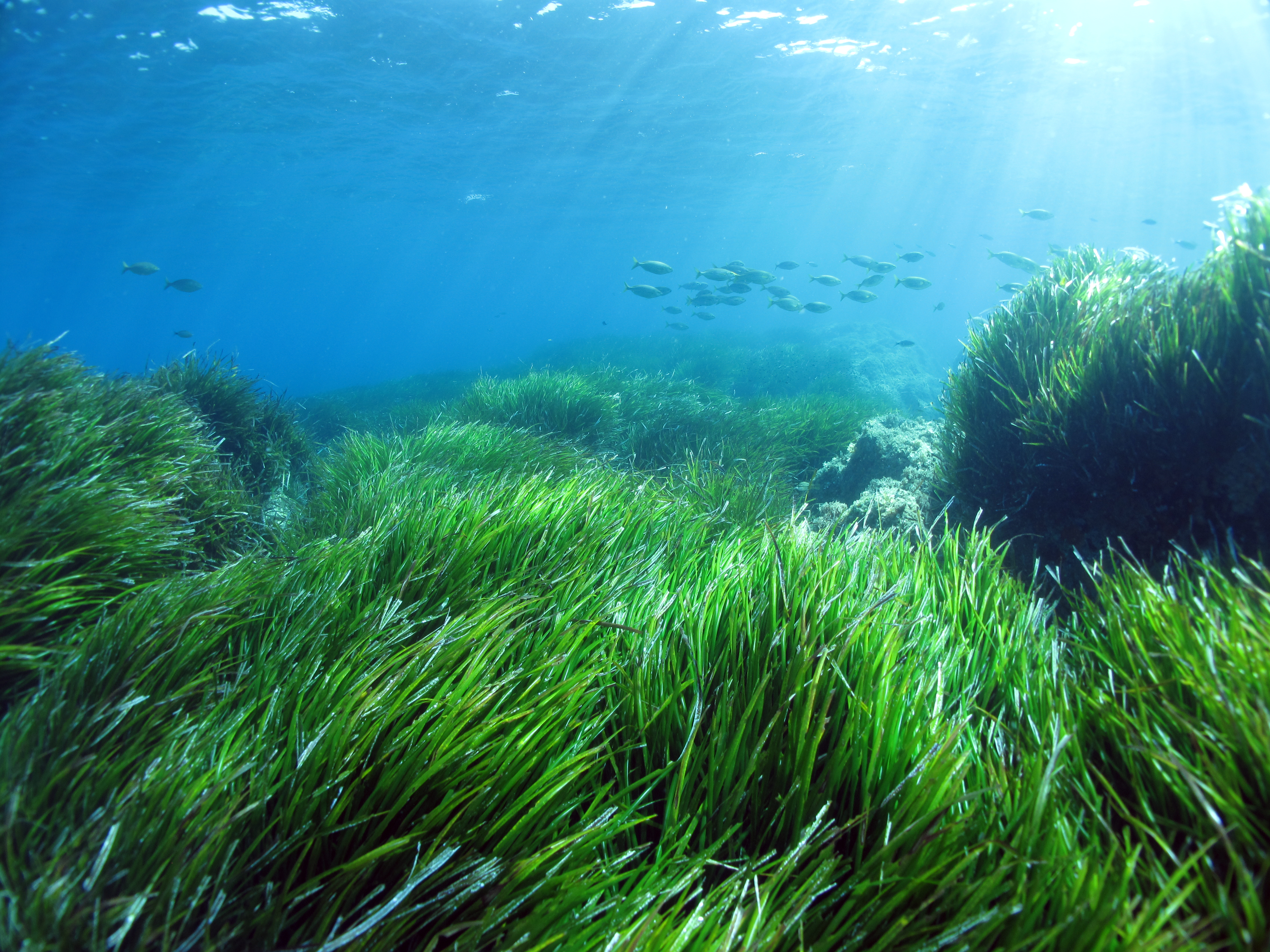 Сообщение растительный мир в океане. Посейдония океаническая. Посидония водоросль. Зостера водоросль. Зостера взморник.