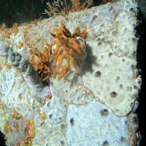 Rapid, short and impressive colonisation on one module type of artificial reef by Didemnidae ascidians Rapid, short and impressive colonisation on one module type of artificial reef by Didemnidae ascidians