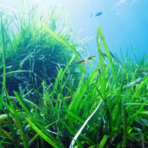 Posidonia oceanica (Linnaeus) Delile Posidonia oceanica (Linnaeus) Delile