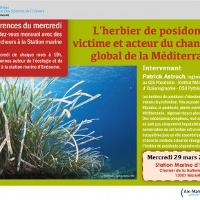 Visionner la conférence 'L’herbier de posidonie : victime et acteur du changement global de la Méditerranée' donnée à la Station Marine d'Endoume Visionner la conférence 'L’herbier de posidonie : victime et acteur du changement global de la Méditerranée' donnée à la Station Marine d'Endoume