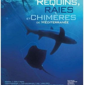 Exposition : Requin, raies et chimères de Méditerranée Exposition : Requin, raies et chimères de Méditerranée