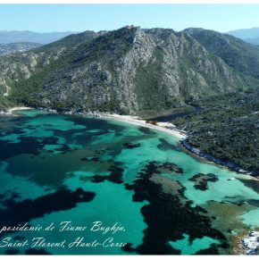 Des récifs de posidonie en Méditerranée française Des récifs de posidonie en Méditerranée française
