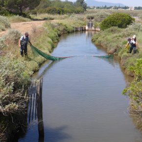 Pêches scientifiques dans les salins d'Hyères - NURSERHY Pêches scientifiques dans les salins d'Hyères - NURSERHY