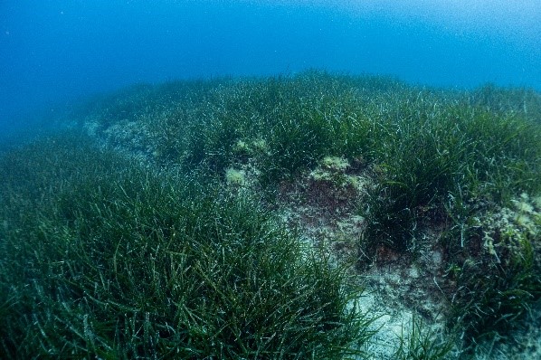 Herbier à Posidonia oceanica