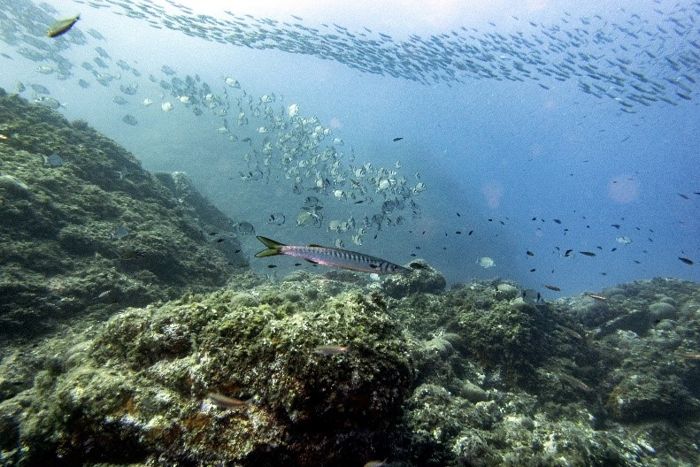 Roche infralittorale à algues photophiles
